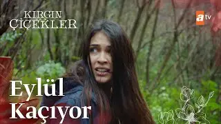Eylül, Kemal'in elinden kaçıyor! - Kırgın Çiçekler 71. Bölüm