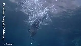 Paralenz Vaquita - Summer Compilation - User Generated Videos