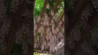 Chinese wisteria - Hoa tử đằng