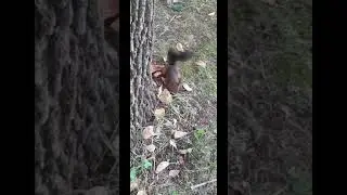Рыжий малыш бельчонок наелся и играет