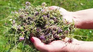 🌿Чабрец - Кашлю Конец! Его Польза и Заготовка.🌿