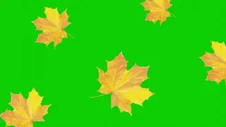 Green Screen effect video Dry Leaves Fall In Autumn