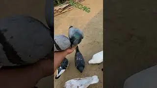 Pigeon Lover #pigeonlover #shortvideo
