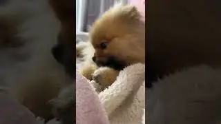 А ты милый мой кудряшка 🥰