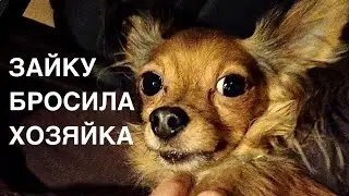 Спасение животных/ В приют 