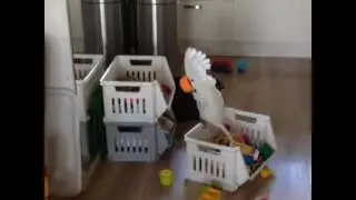 Попугай орёт в стаканчик