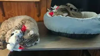 Gadget and Nova get some new toys