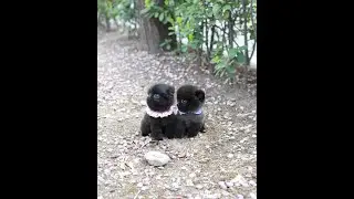 unique color black pomeranian sisters