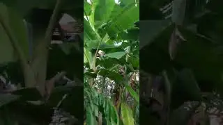 ដំណាំស្រុកស្រែ