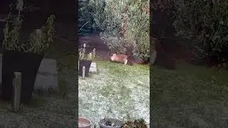 I saw a fat cat