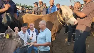 ASAKA MOL.BOZORI YOSH HÕNAJIN VA NOVOSLAR NARXLARI BOZOR AVJIDA