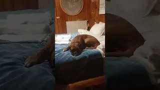 Харлюша отдыхать изволила. #germanboxer #немецкийбоксер #dog #funny #харликвинн