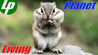 Chipmunks are very fond of papaya (Sri Lanka)