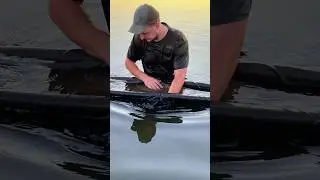#shorts трофей этого сезона 💪🏆 #carpfishing #карпфишинг #рыбалка #fishing #карп #carp