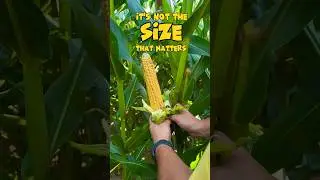 It’s not the size that matters #farming #farmer #farm #corn