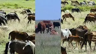 Өкінбе!!! Қазақша əн! 2019!!! Көріңіздер!!!