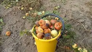 Заделываю🍎яблоки в землю.Зачем? 