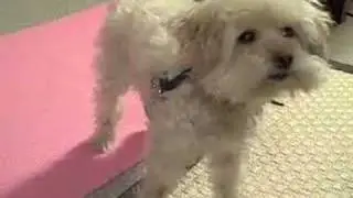 Misty Spins