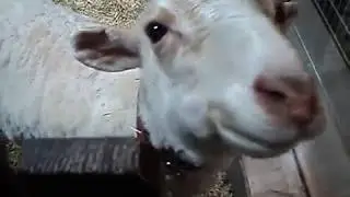 овечка Шона