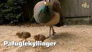 Fritgående påfuglekyllinger