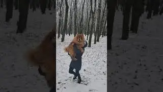 Персей и новый 2020 год