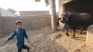 Buffalo feeding 🐃 | Village life Pakistan | Chacha Bhatija