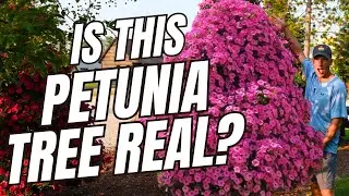 Is This Petunia Tree Real? Check Out This Stunning Tree!