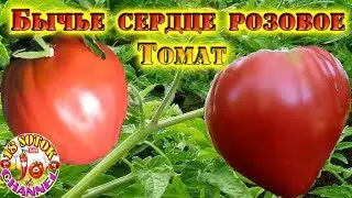 Tomato Bull's Heart Pink