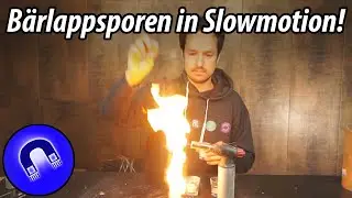 Bärlappsporenverpuffung in SlowMotion!