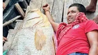 A fish as tall as a man has brought riches to poor fishermen in India, United News of India reports.