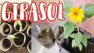 Crecimiento del Girasol y Seguimiento por 3 meses
