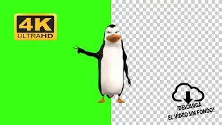 Pingüino feo saludando y bailando pantalla verde green screen 4k