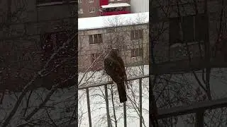 Хищная птица в городе 🦅🦅🦅