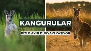 Kangurular ile Boksa Hazırmısınız! 🦘 | Doğanın Zıplayan Harikası