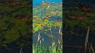 Утки завтракают