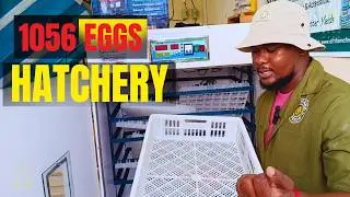 from 56 to 1056 eggs Hatchery - unboxing New Egg incubator
