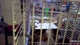 Лысая крыска в зоомагазине / hairless rat