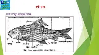রুই মাছ Labeo rohita, HSC biology 2nd paper 2nd chapter
