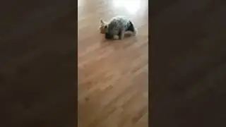 Собачка без секса