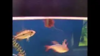Tubifex vivo en Pomafisch