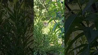 УТЯТА ПРИВЫКАЮТ КО ДВОРУ