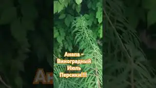 #анапаморефрукты Как хорошо жить у моря!!!!