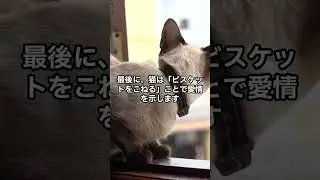 猫の愛情表現