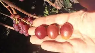 Виноград Искра