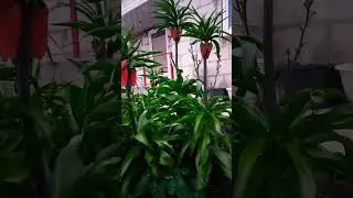 КОРОЛЕВСКИЙ РЯБЧИК