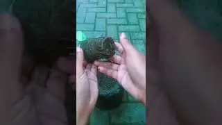 Cara Praktis Memindah Bibit Semaian