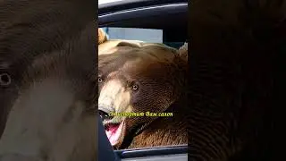 Что если, медведь окажется в салоне Вашего автомобиля?