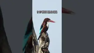 Kingfisher #viral #shorts