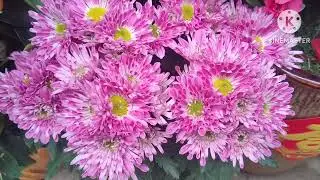 Pink chrysanthemums join live premier 