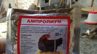 Лук и ампролиум в профилактике и лечении кокцидиоза у цыплят.Стоит ли лечить кур?